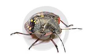 Southern green stink bug, Nezara viridula