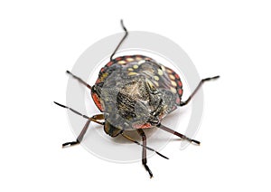 Southern green stink bug, Nezara viridula