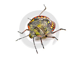 Southern green stink bug, Nezara viridula