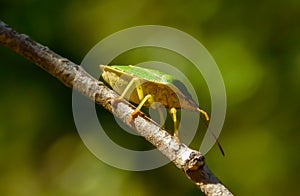 Southern Green Stink Bug, Nezara viridula Linnaeus