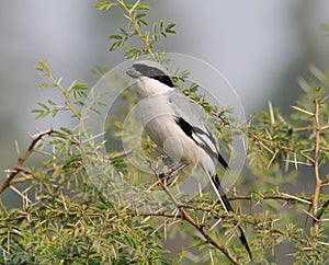 Southern Grey Shrike Lanius meridionalis