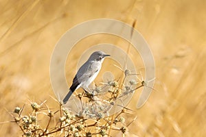 Southern grey shrike, Lanius meridionalis, birds