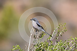 Southern Grey Shrike perched on top of a bush photo