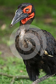 Southern Ground-hornbill