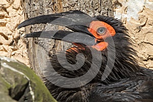 Southern ground hornbill