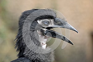 Southern ground hornbill