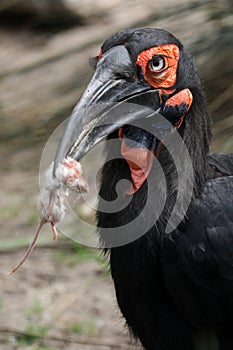 Southern ground hornbill