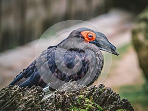 Southern ground hornbill