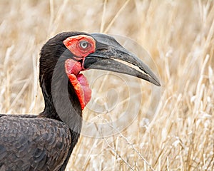 Southern Ground Hornbill