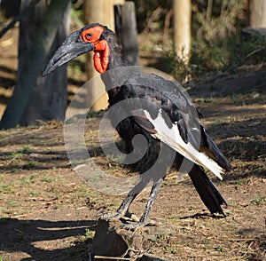 The southern ground hornbill,