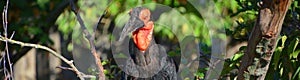 The southern ground hornbill,
