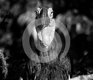 The southern ground hornbill,