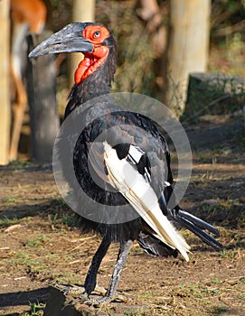 The southern ground hornbill,