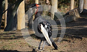 The southern ground hornbill,