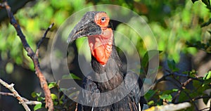 The southern ground hornbill,