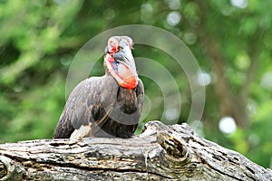 Southern ground hornbill