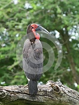 Southern ground hornbill