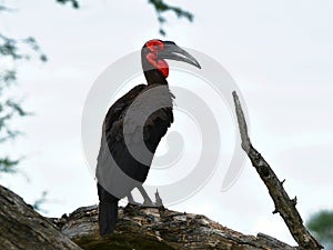 Southern ground hornbill