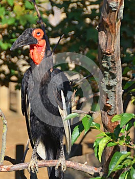 The southern ground hornbill,