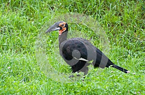 Southern Ground Hornbill