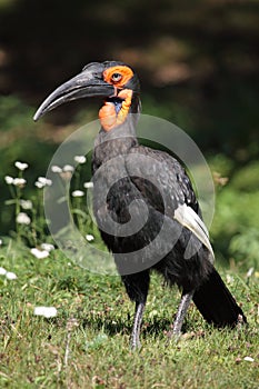 Southern ground hornbill