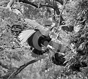 Southern Ground Hornbill