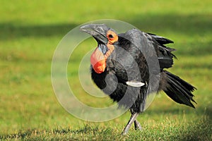 Southern ground hornbill