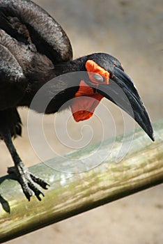 Southern Ground Hornbill