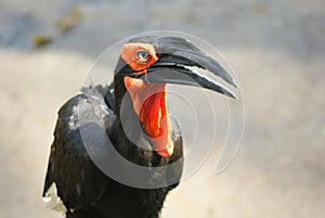 Southern Ground Hornbill