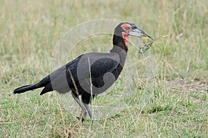 Southern Ground Hornbill