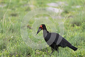 A Southern Ground Hornbill