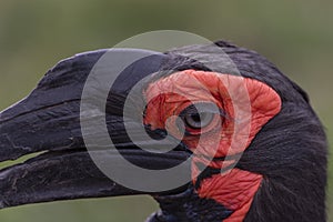 Southern ground hornbill