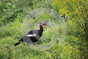 Southern ground hornbill