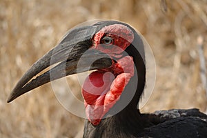 Southern Ground-Hornbill