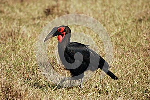 Southern Ground Hornbill