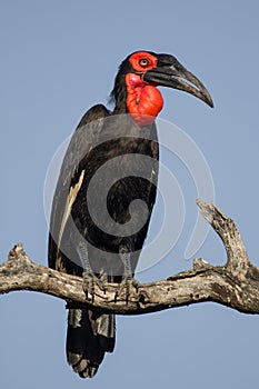 Southern Ground-Hornbill