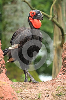 Southern ground hornbill