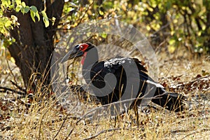 The Southern Ground Hornbill