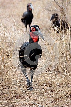 Southern ground-hornbill