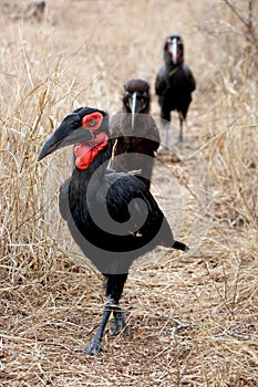 Southern ground-hornbill