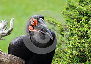 Southern Ground-hornbill