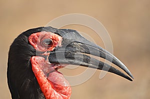 Southern ground hornbill