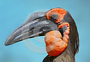 Southern ground hornbill