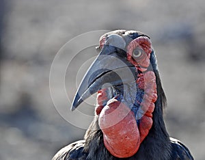 Southern Ground hornbill