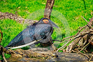 Southern Ground Hornbill