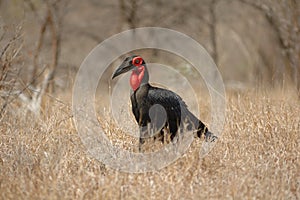 Southern Ground-Hornbill