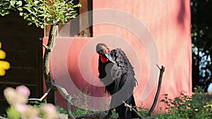 Southern Ground Hornbill