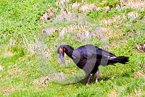 The southern ground hornbill