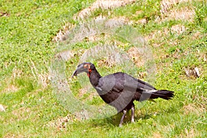 The southern ground hornbill