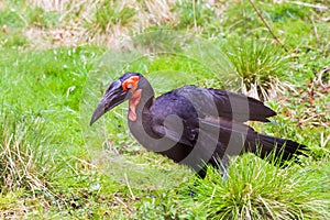 The southern ground hornbill